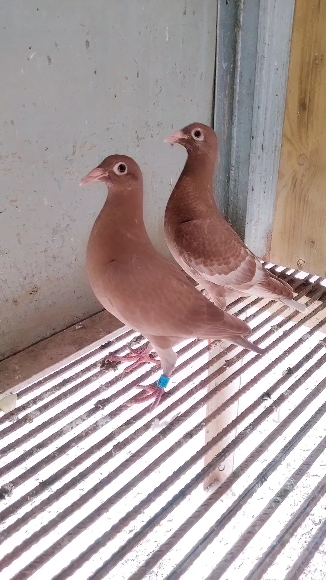 鸽棚信鸽#慕利门·火凤凰幼鸽一对.