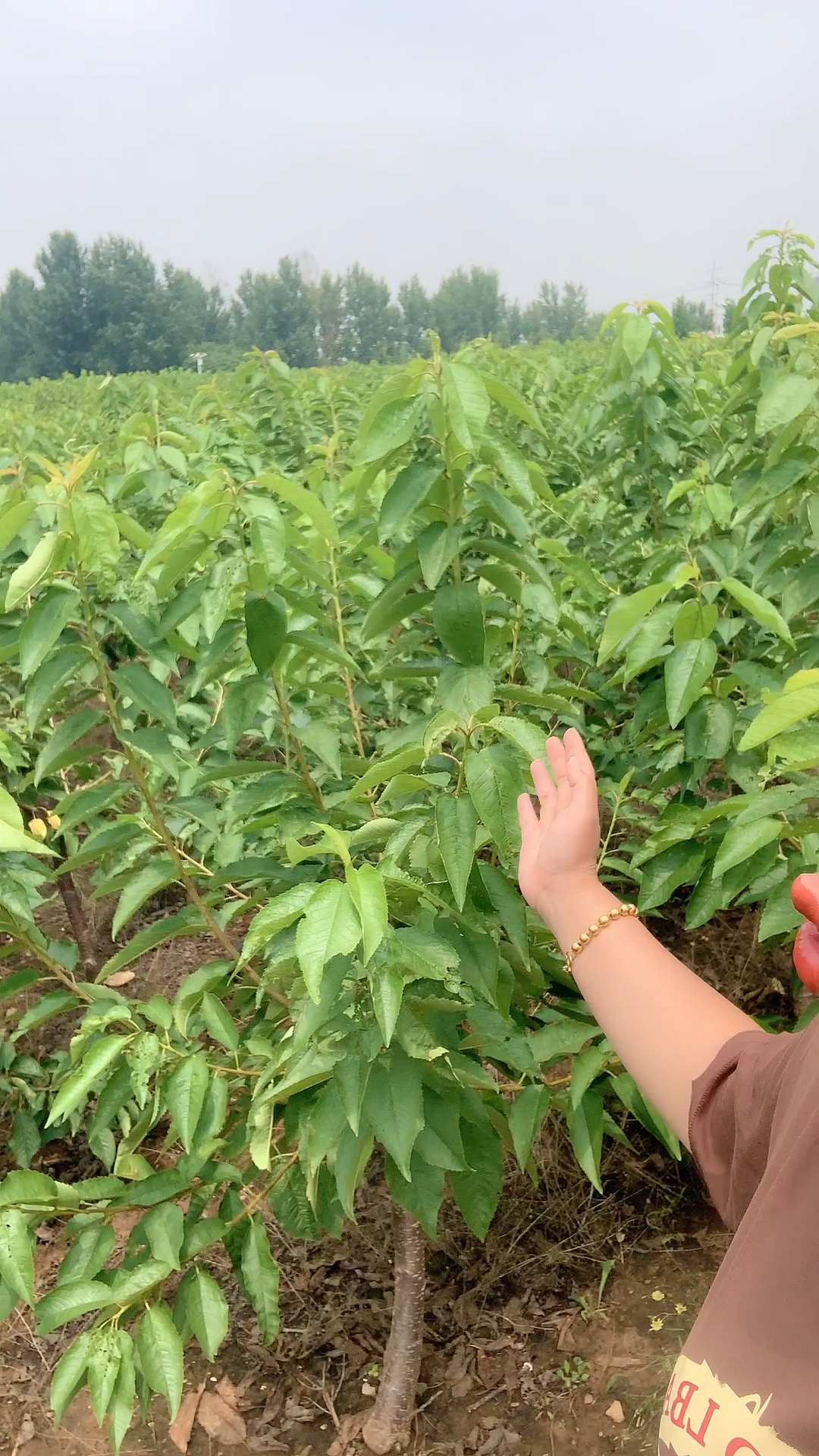 2年反剪大樱桃苗