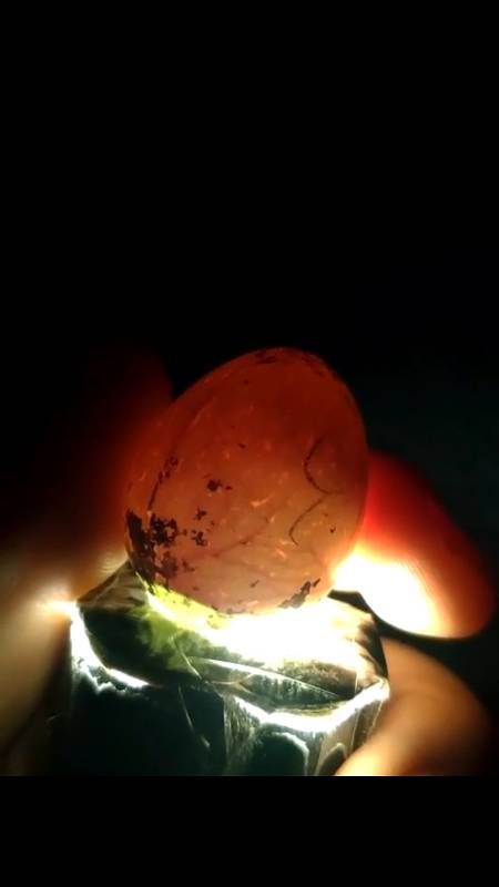 我家萌宠成精了芦丁鸡受精蛋第五天可以照蛋看到血丝了吗