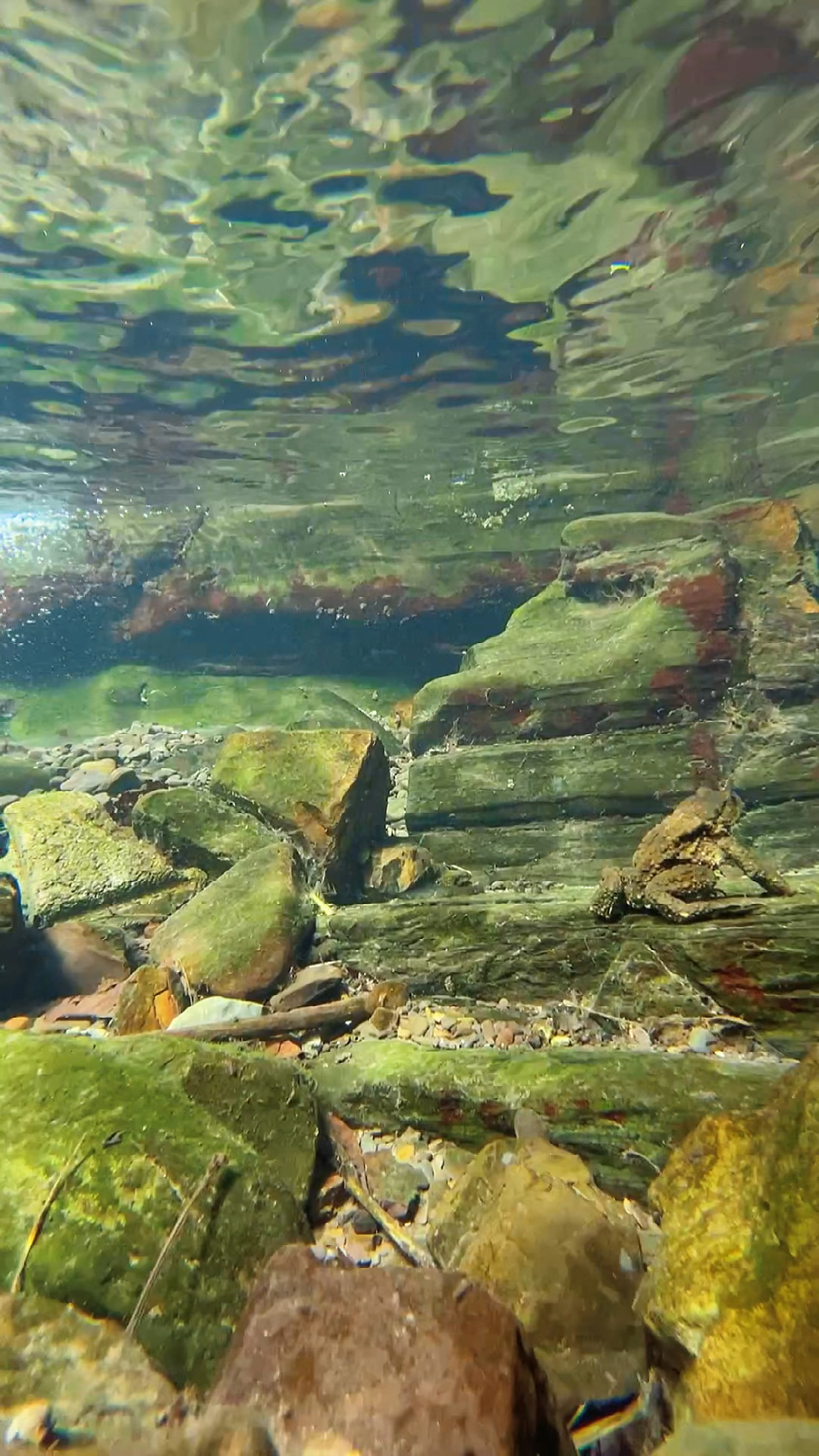 手机摄影清澈的小溪沟也藏着一个水下世界
