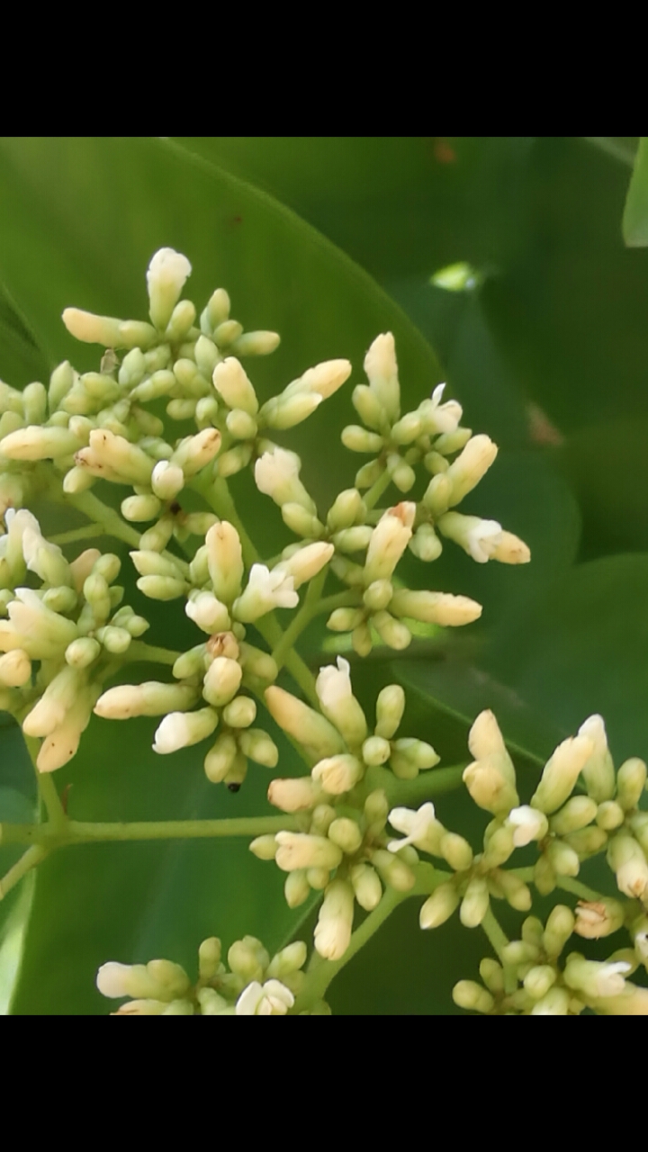 降香花开喷鼻香…两棵降香枝头开满了花,整个院子都是这种香味