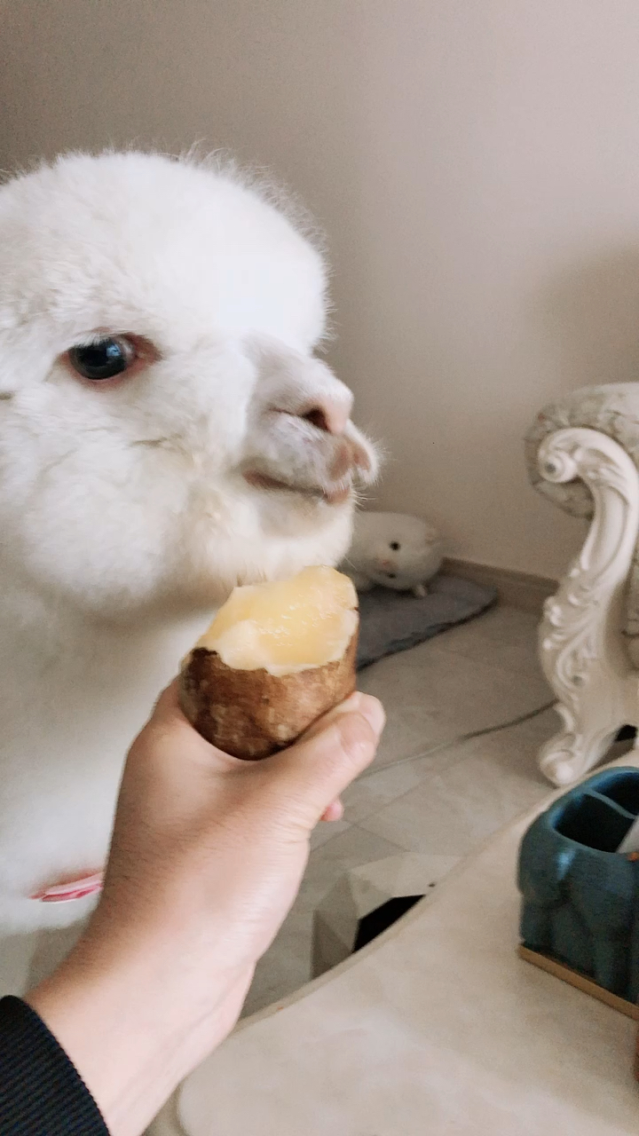 没才艺的羊驼只能表演个吃东西