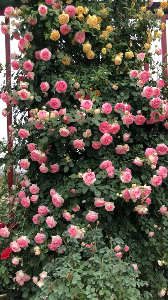 藤本月季粉色龙沙宝石成品花墙