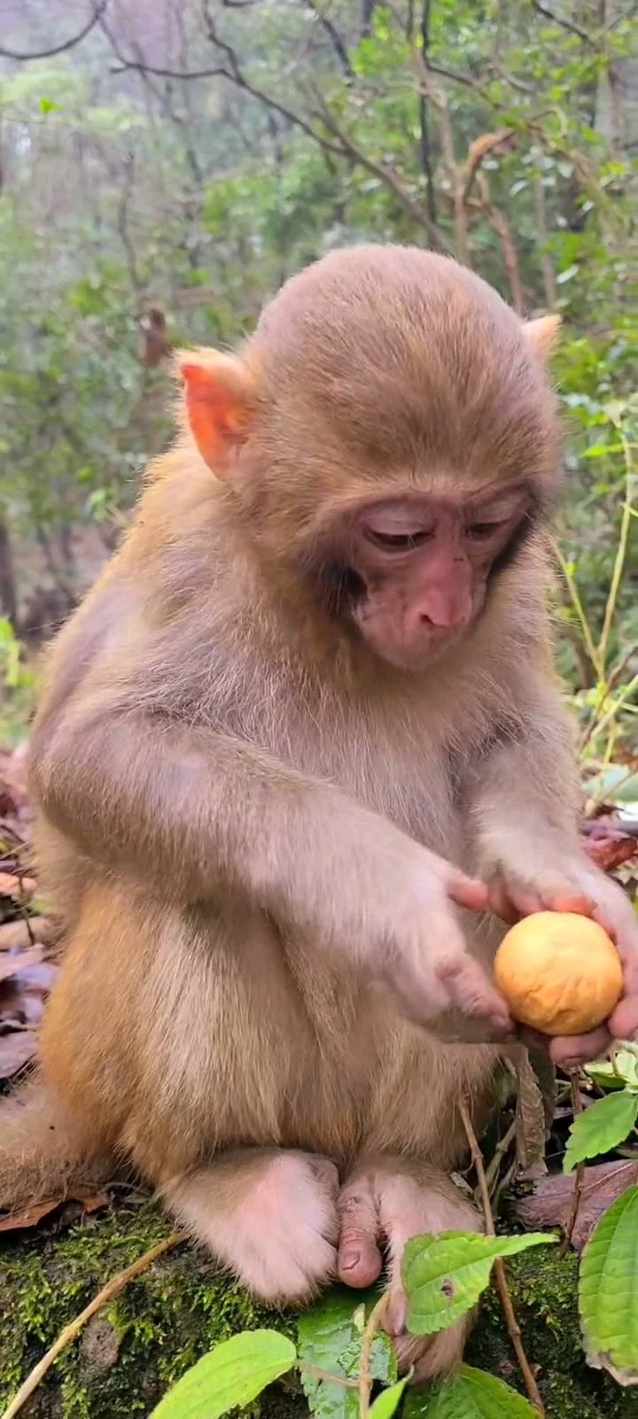神宠来袭#小猴子拿着个核桃不会吃哈,太搞笑了,太好玩了⊙▽