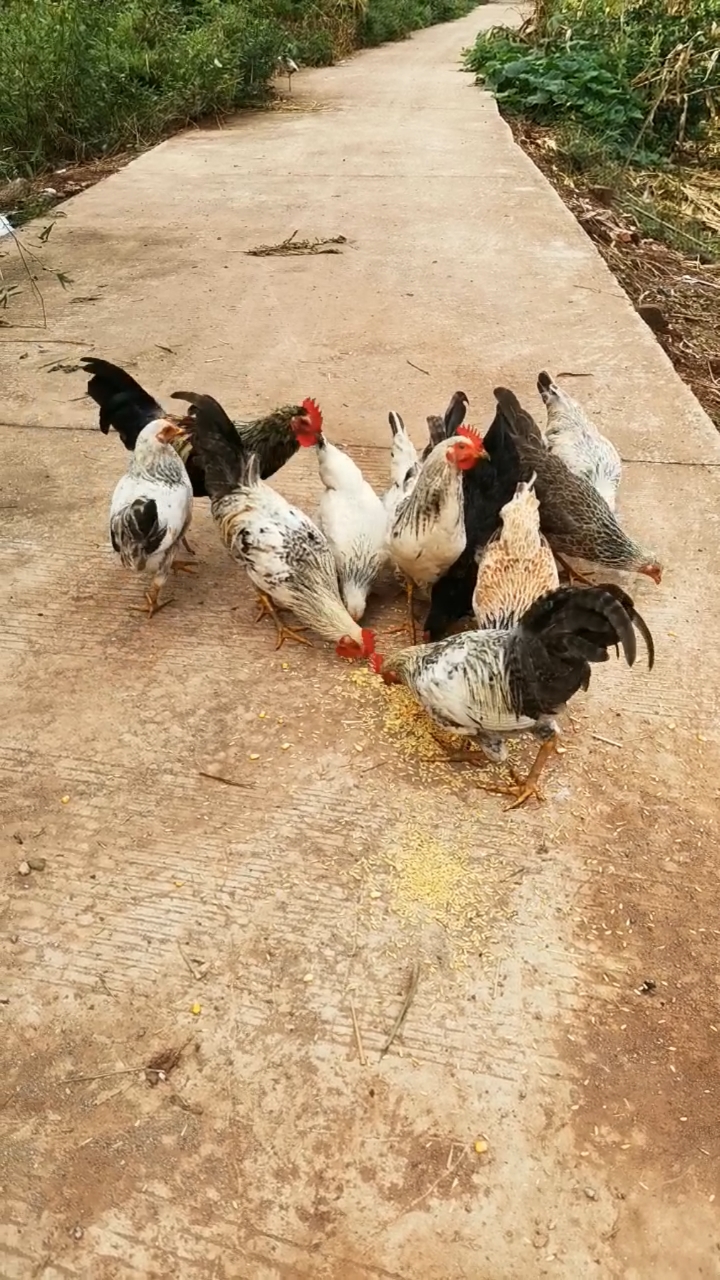 再过十来天就是四个月啦花羽绿壳土鸡