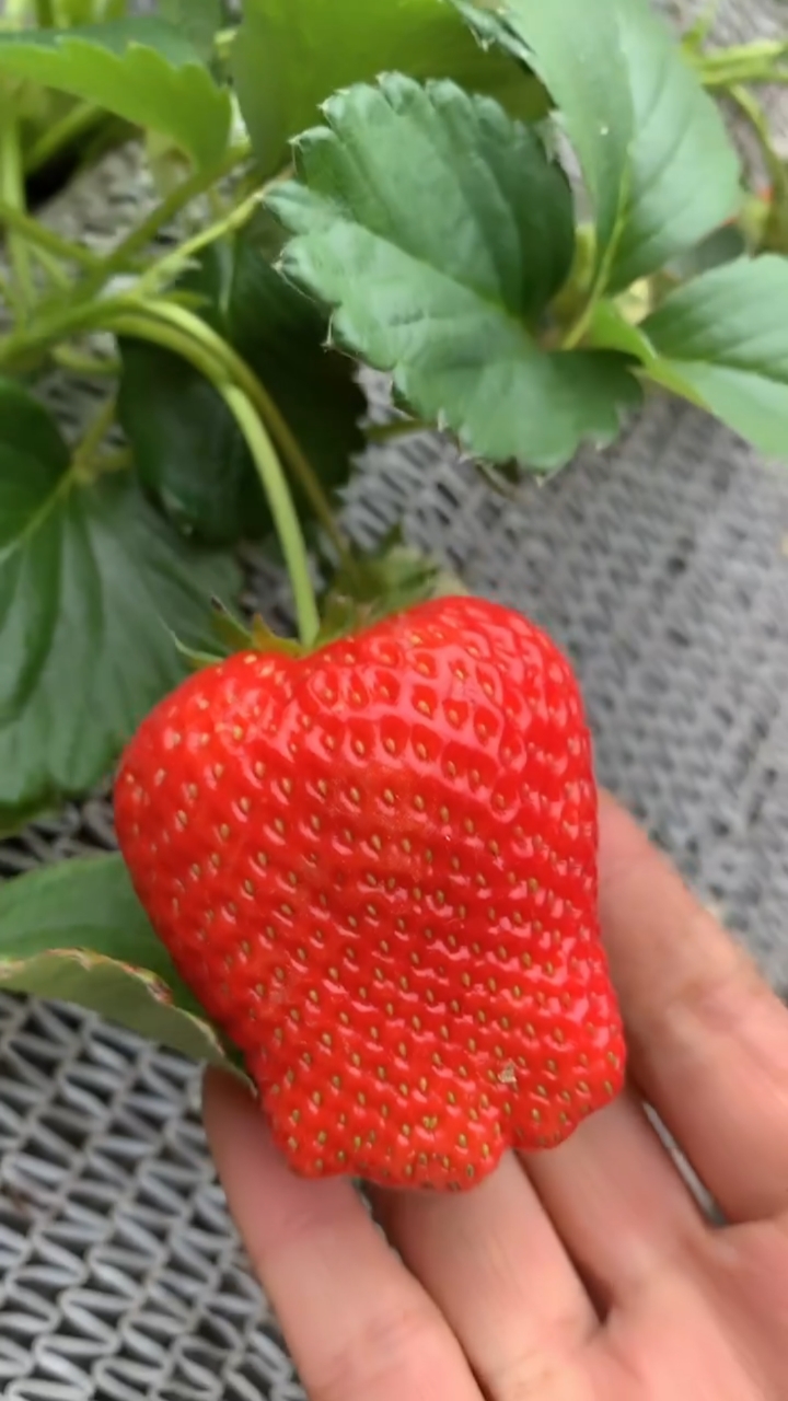 甜宝草莓和香野草莓图片