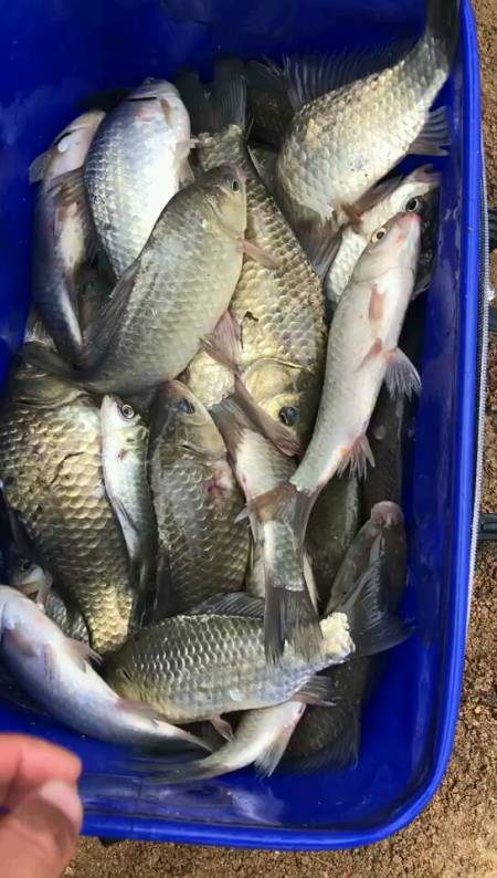 又是收获满满的一天,今天爆护了,全是纯野生大板鲫