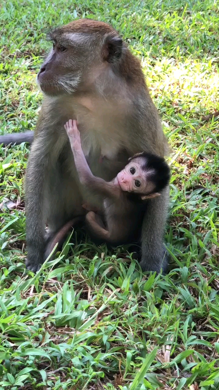 动物园里故事多,看看猴妈妈怎么带孩子.这孩子真够腻歪的-度小视
