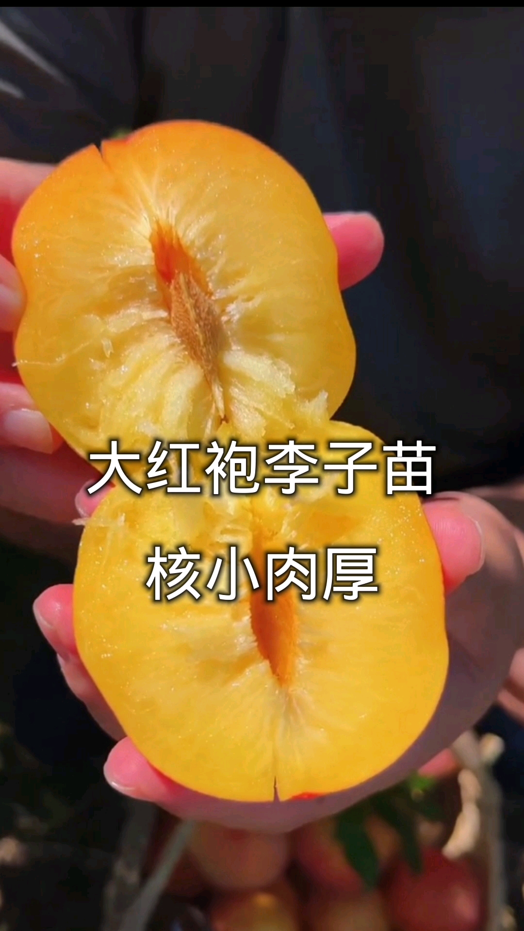 大红袍李子苗