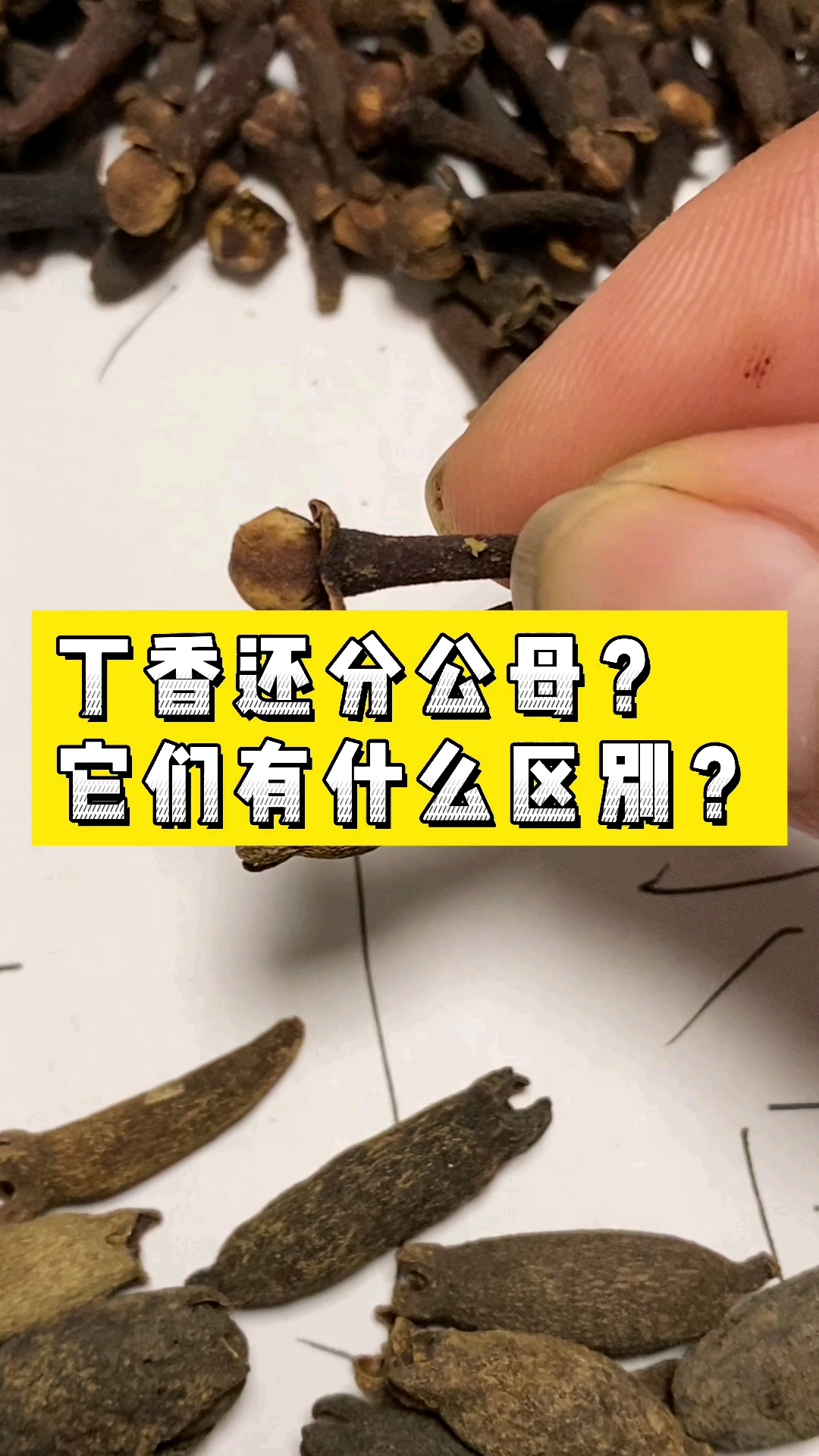 公丁香和母丁香有什么区别