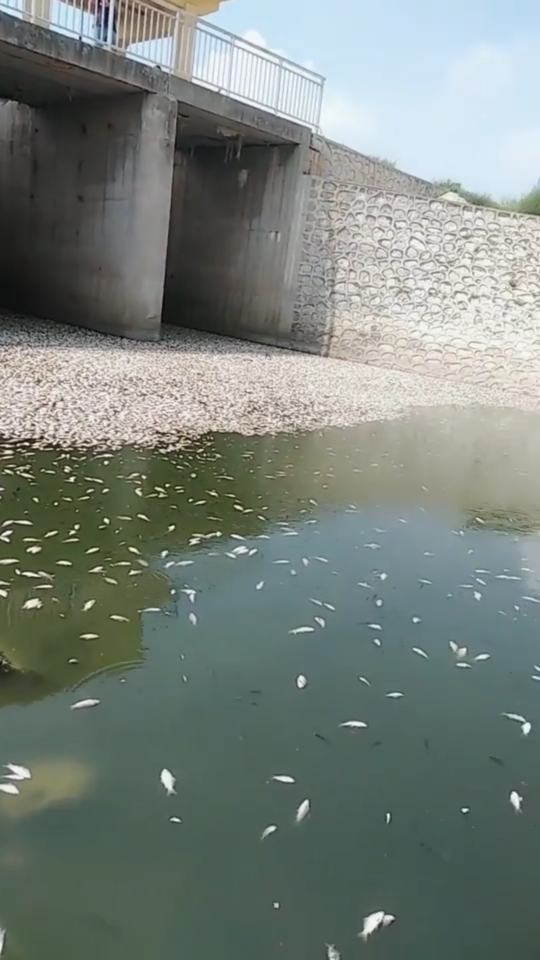 缺氧导致河里的鱼,都翻白肚了