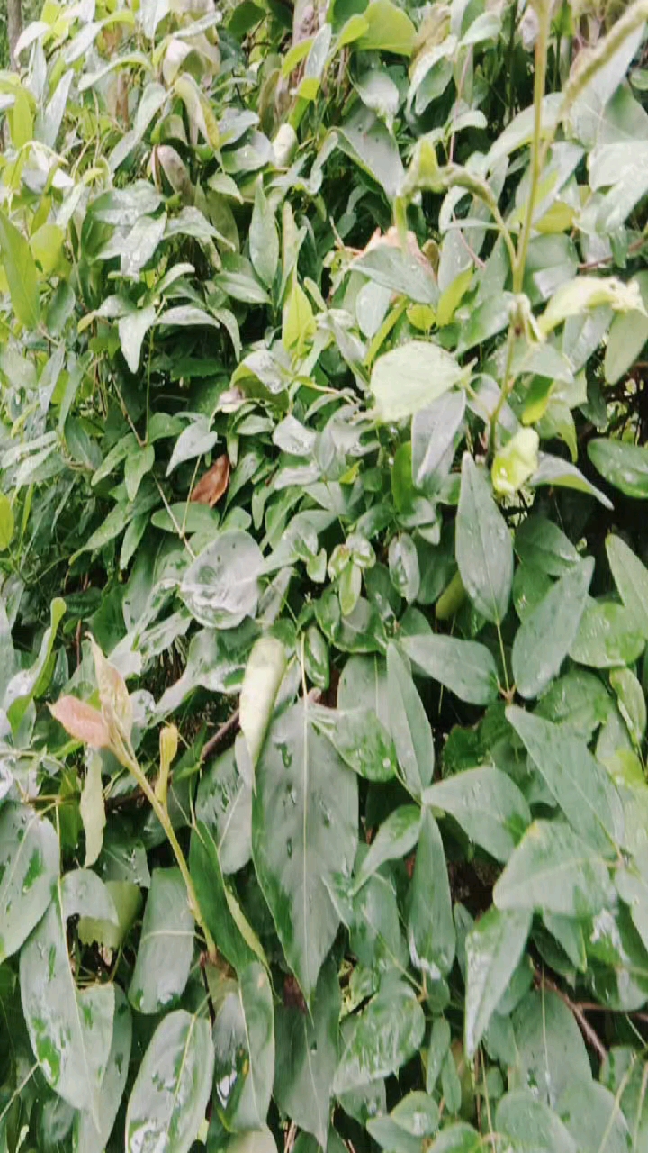 记录生活#这是一棵八月瓜树