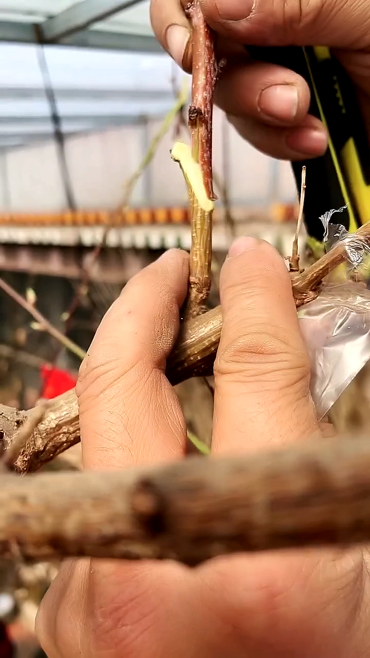 春日小视频有奖征集活动#杏树这样嫁接,成活率高