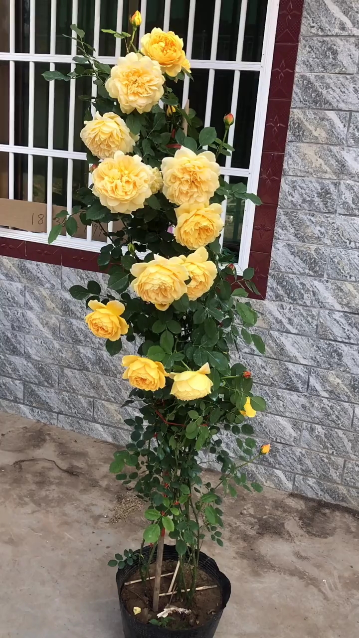 爬藤月季品种齐全,大花浓香型花卉