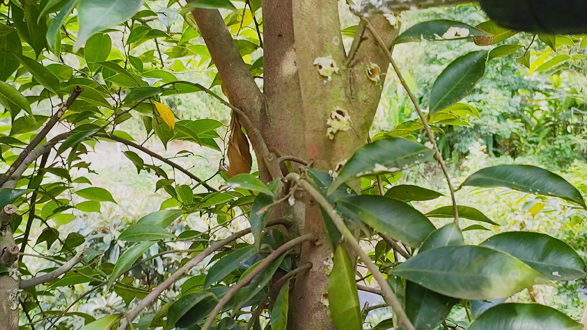 奇楠沉香结香视频