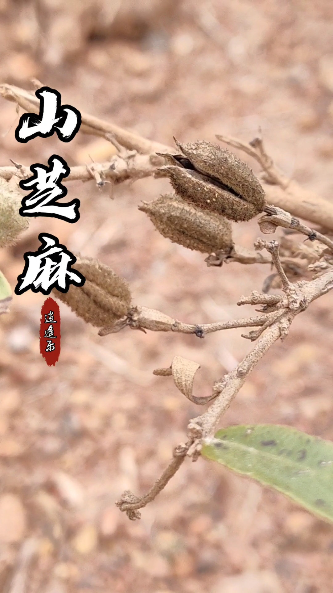 认识中草药百草中药之山芝麻