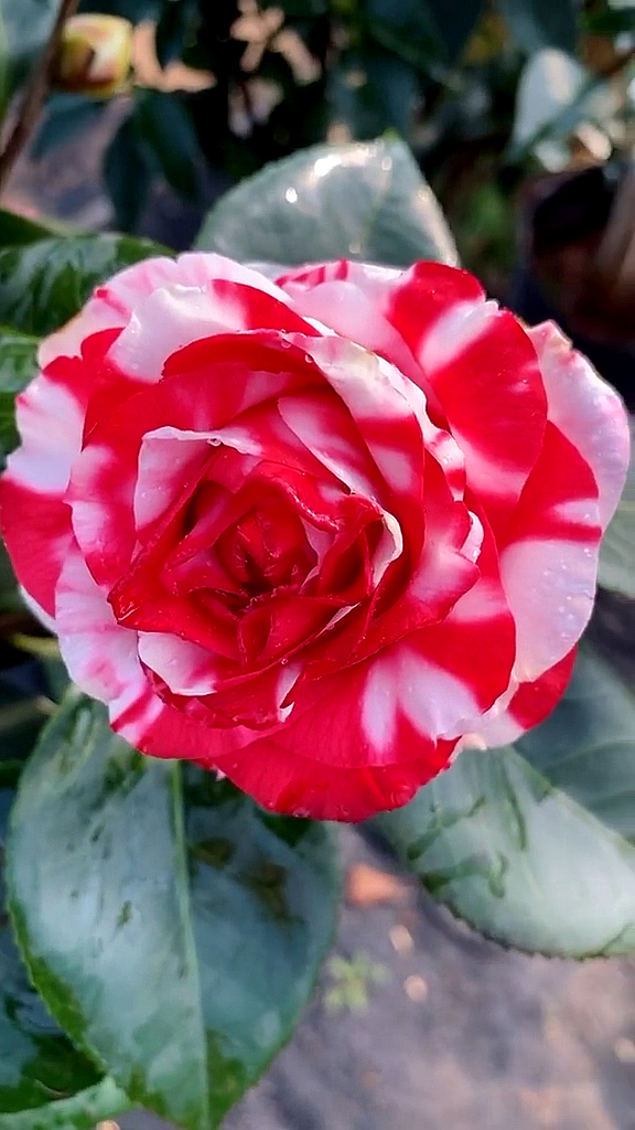 茶花吉普赛女郎茶花开品鉴赏