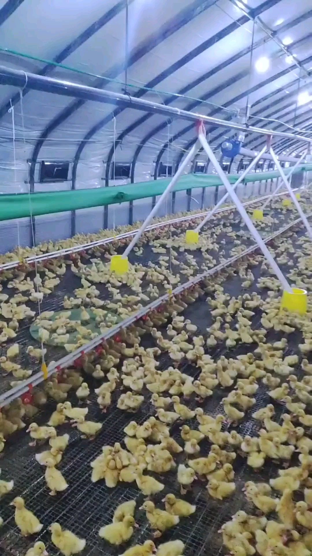 养鸭大棚#现代化肉鸭养殖大棚!