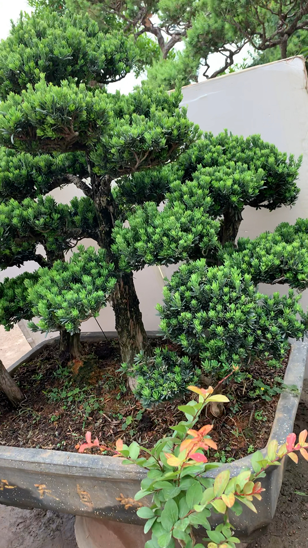 丛林米叶罗汉松