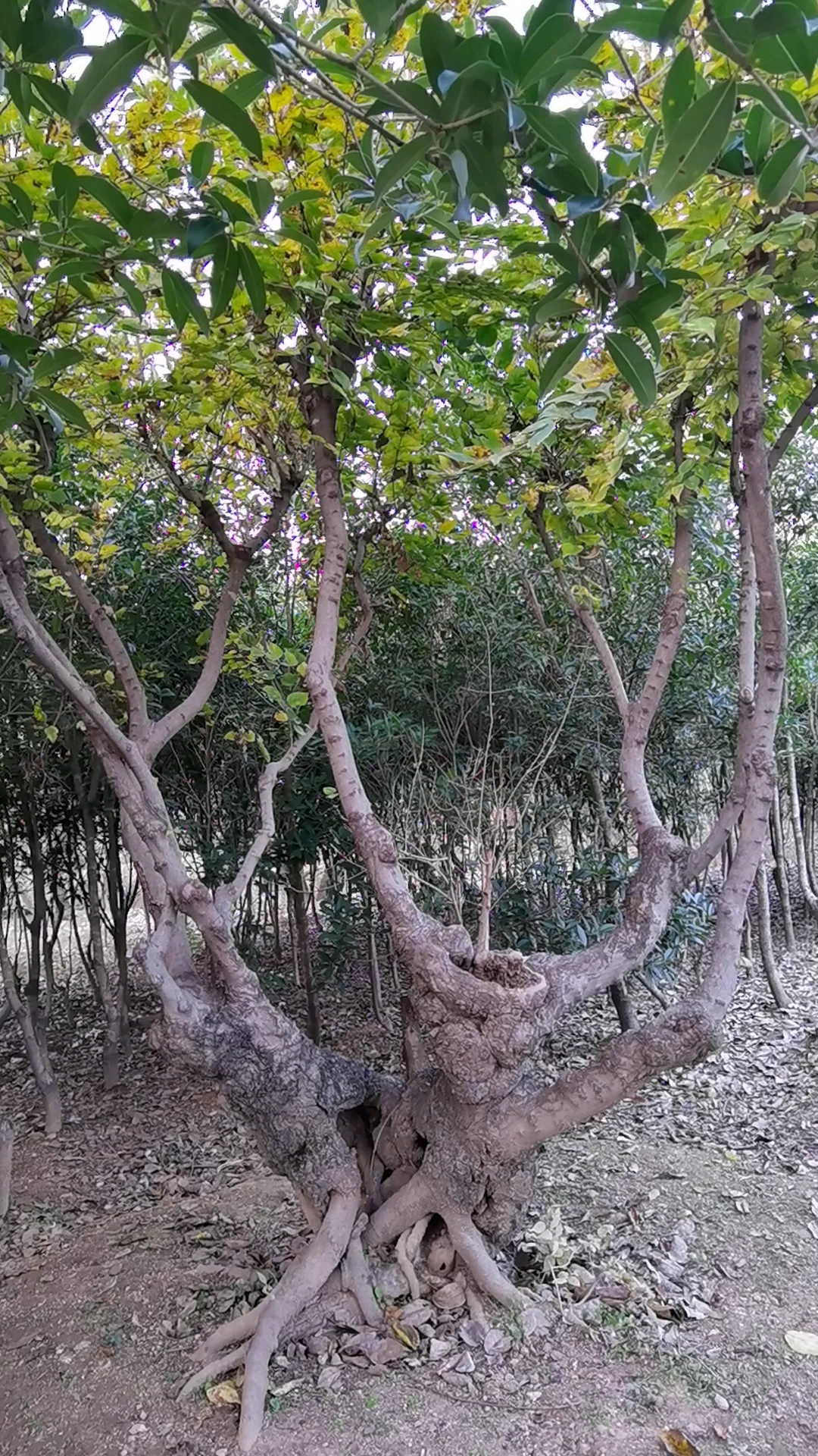 流苏树桩欢迎你