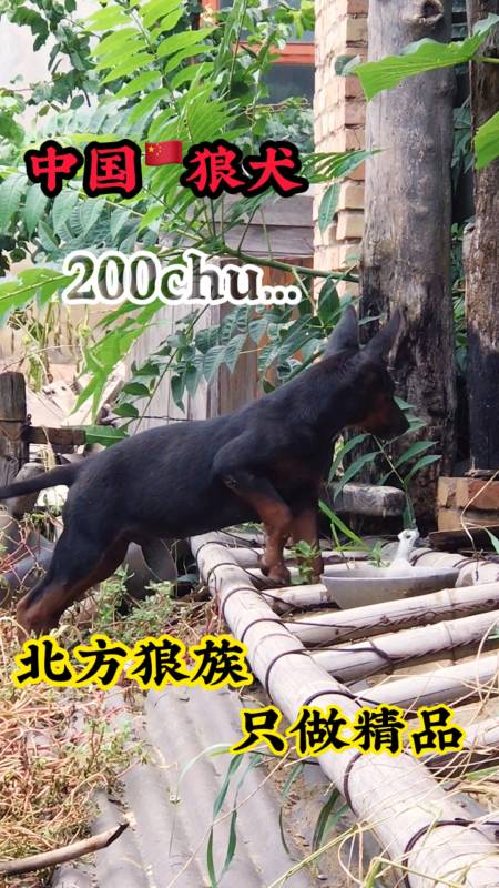 我家宠物不一样#中国狼犬,国产莱州红犬#狗狗#热门#莱州红犬#护卫犬