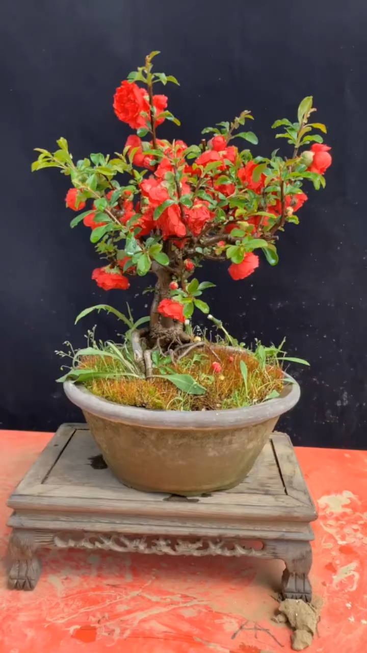 我和春天有个约会#长寿冠海棠,绿叶配红花,非常好看