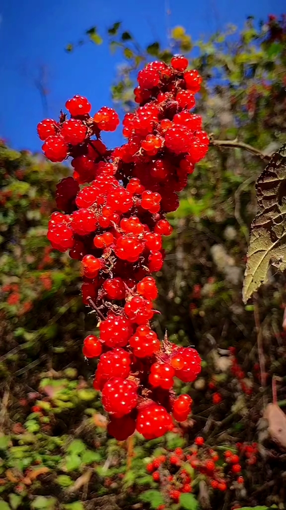 家花野花鲜花#看到它,想没想起小时候在山上吃过