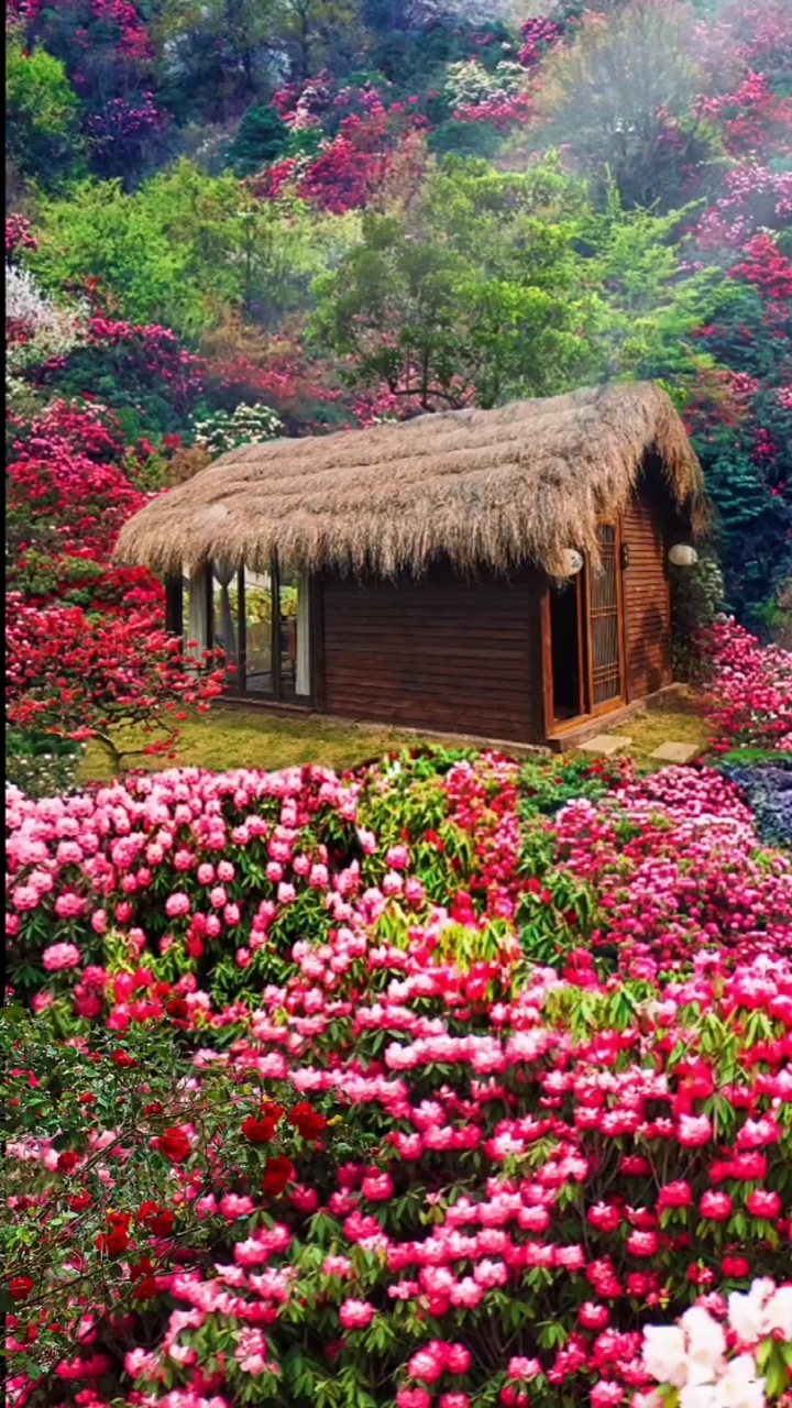 小小草屋神仙居,优雅怀古思翰墨#风景#杜鹃花