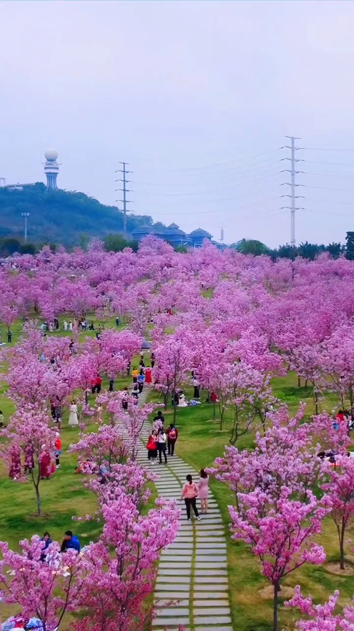 绿城南宁:青秀山樱花园