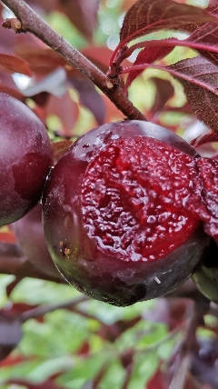 新品种欧李苗紫冠,果个大,果肉纯甜,临朐县春成苗木专业合作社钙果苗