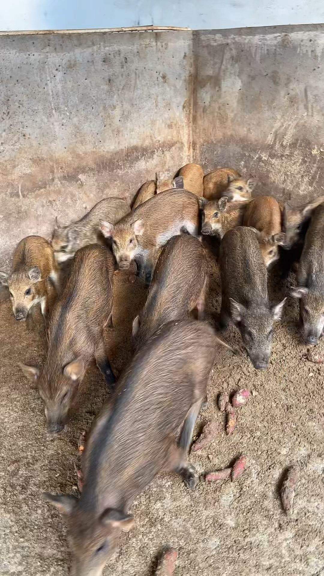 野猪养殖基地野猪苗