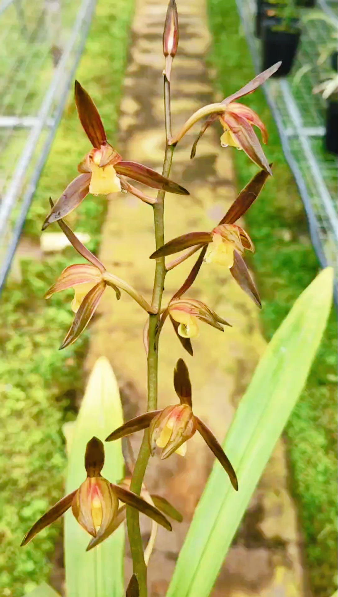 兰花#墨兰江山美人