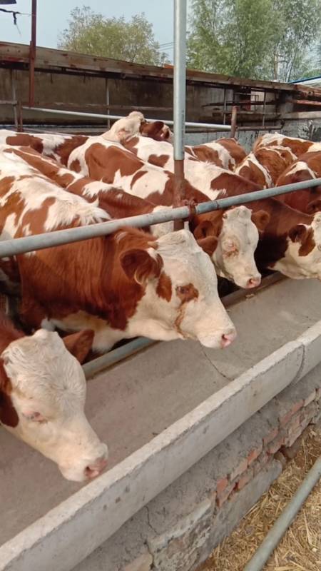 肉牛#6个月西门塔尔小公牛体型骨架如老虎喜欢养牛的朋友点个红心加