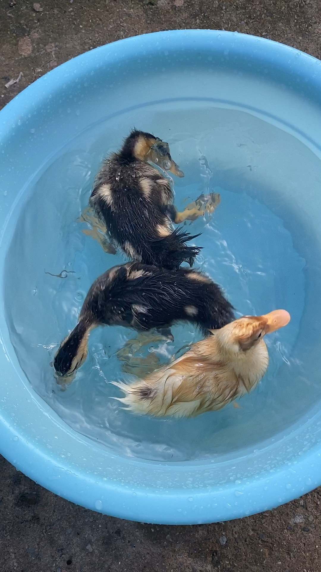 鸭子在盆里捉鱼,场面太精彩-度小视