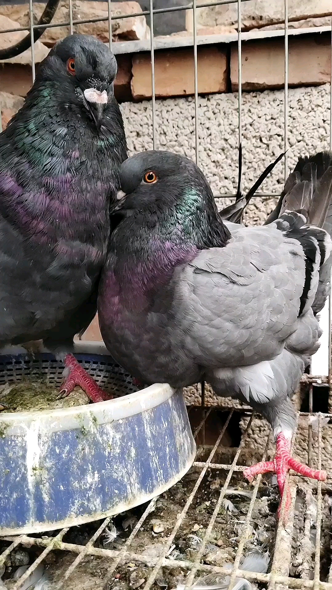 大体元宝鸽,肉鸽,观赏鸽