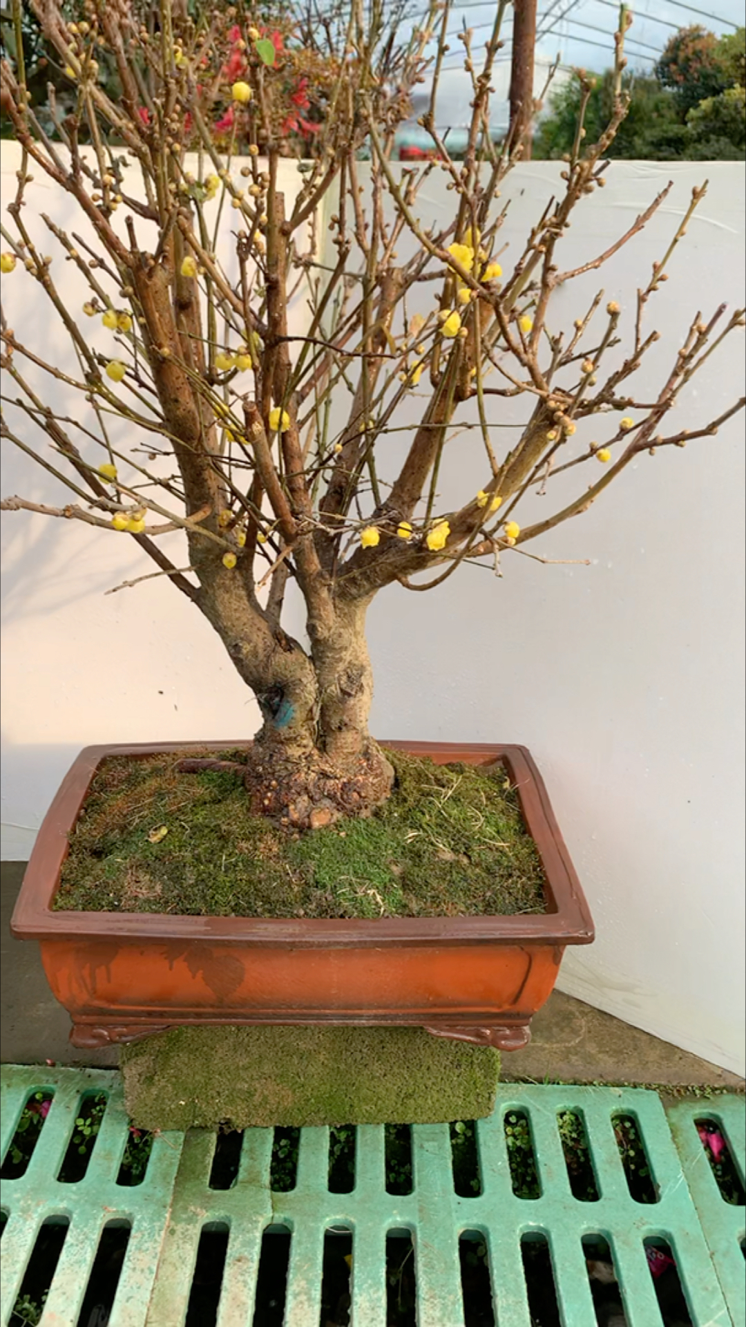 素心腊梅盆景