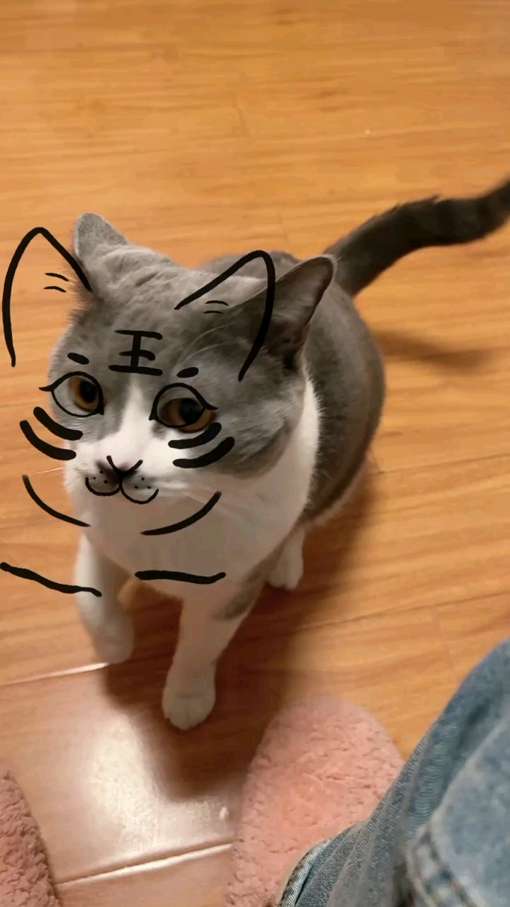 猫咪日记#脸小了,哈哈变成老虎一点都不威武-度小视