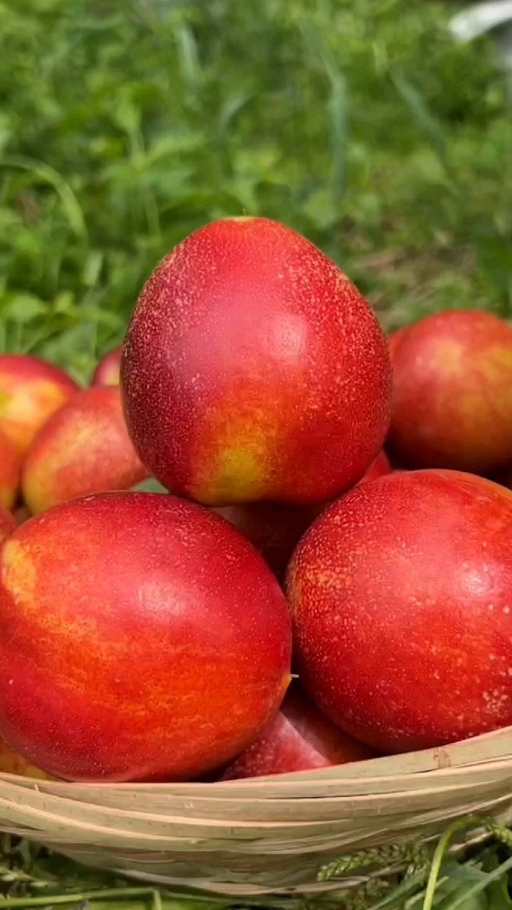 优质农产品#油桃新鲜水果桃子麻点油桃原生态爽口桃.-度小视