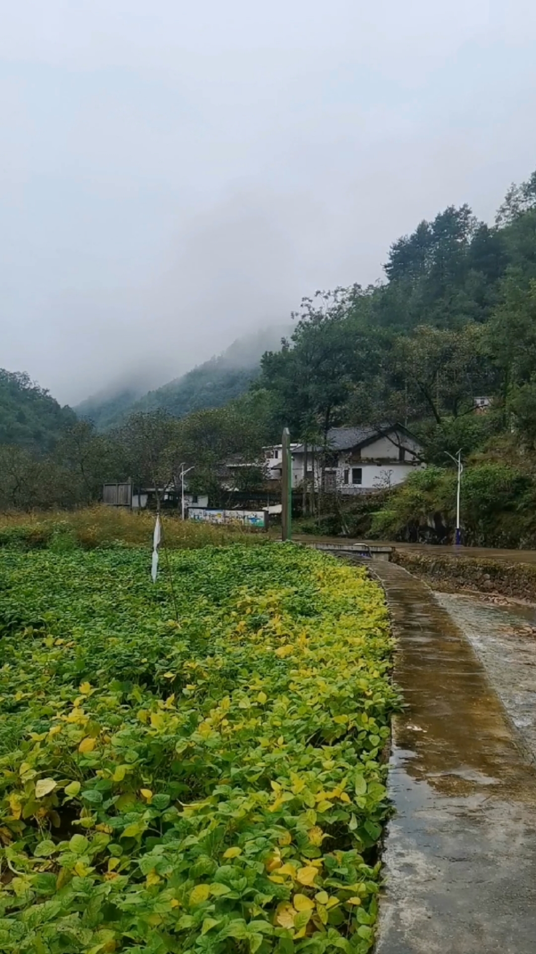 记录我的农村生活#漫步在秋雨中,竟有几丝入冬的感觉