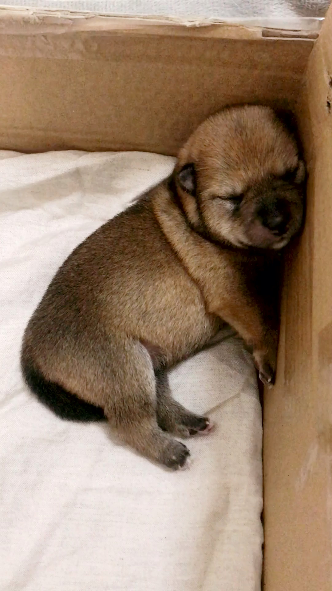 狗#贪睡的小家伙,以后能当觉主了#宠物#搞笑配音