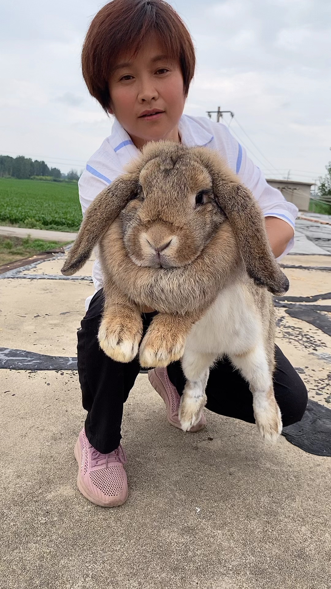 30斤公羊兔照片图片