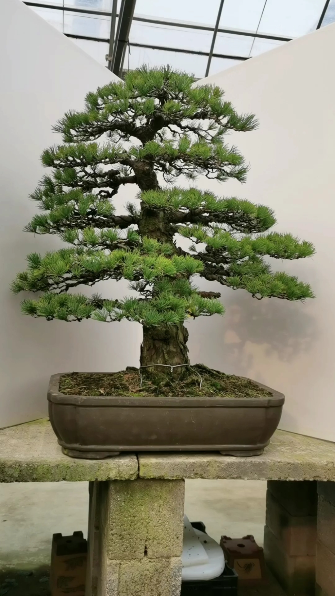 上百年的一颗进口松,估计传了几代人!