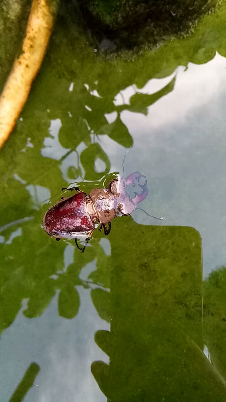 生活小技巧#会游泳的虫