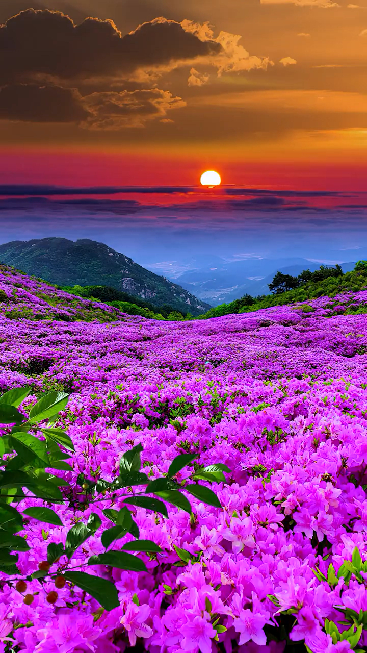 有些事情,只适合相遇,不适合拥有."花海"治愈系