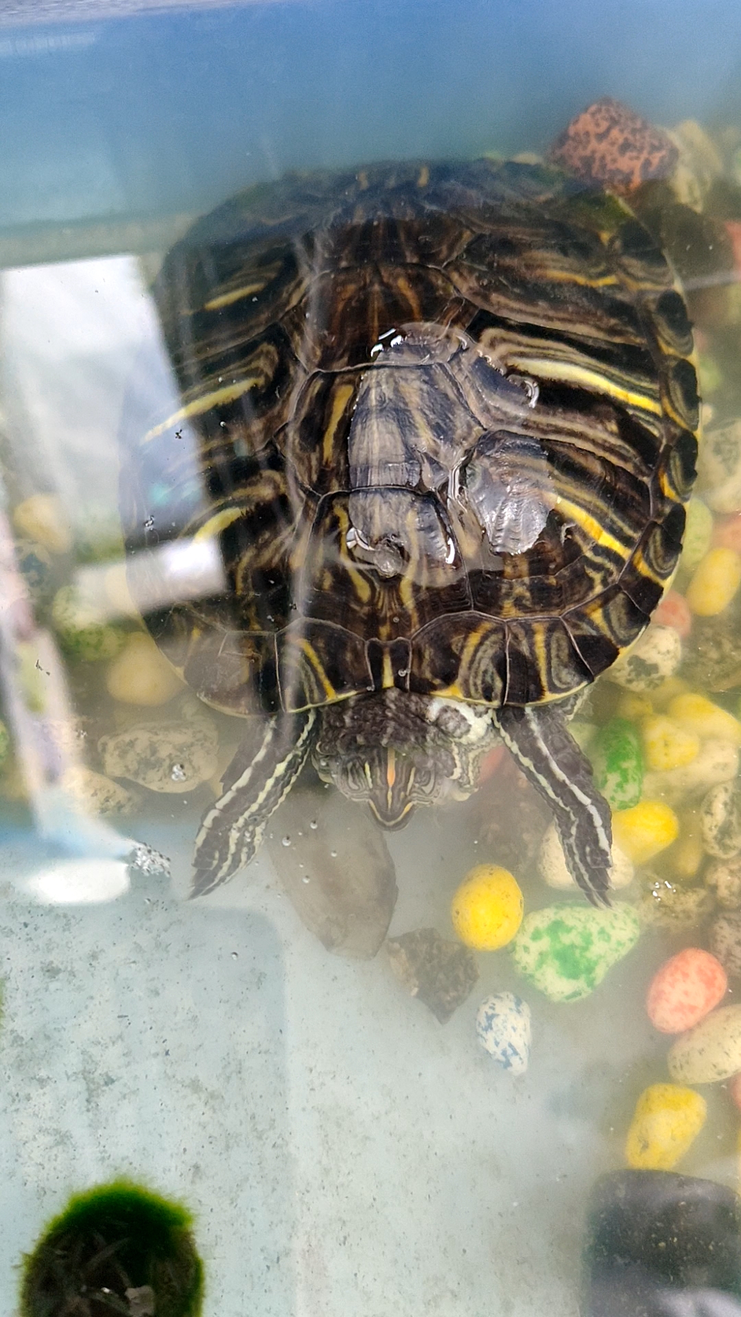 乌龟睡觉的样子,呆萌傻乎乎～又没软绵绵的床,它赖着不起