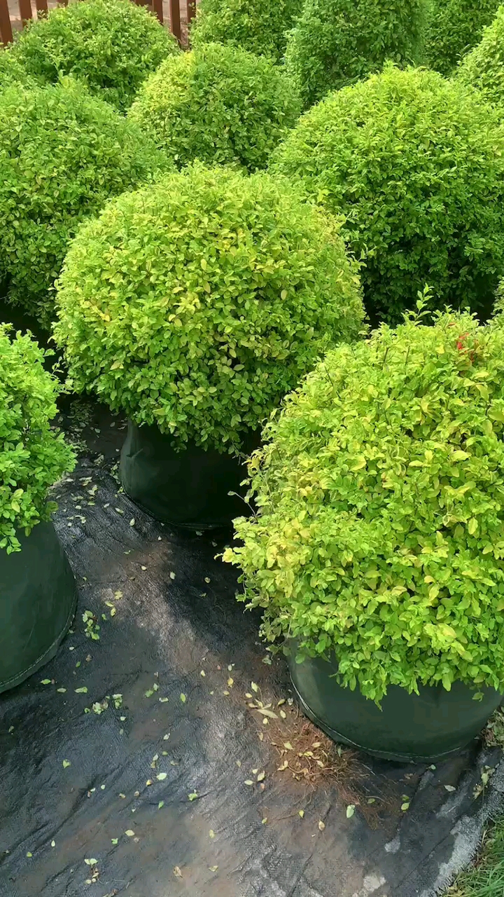 亮晶女贞球四季不落叶适合庭院别墅农家小院绿化栽植-度小视