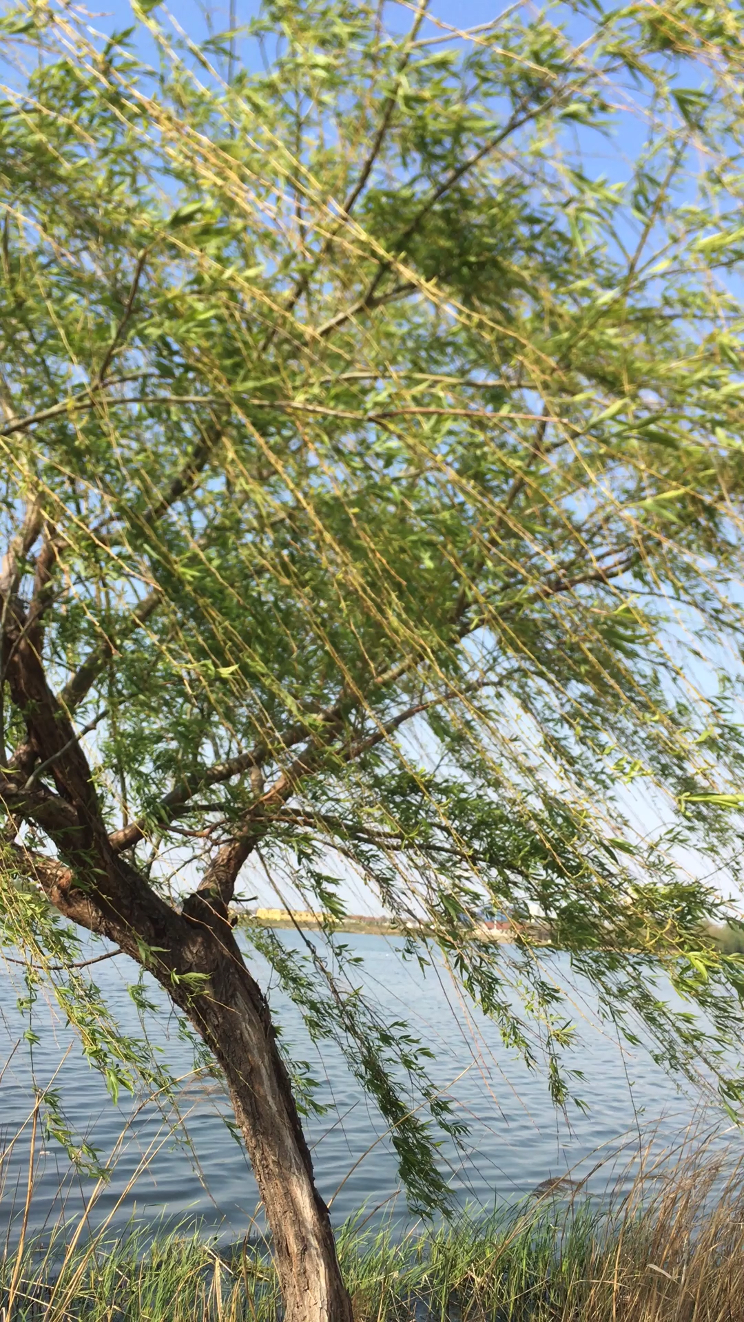 带上全民去旅行#杨柳青青著地垂杨花漫漫搅天飞柳条折尽花飞尽借问行