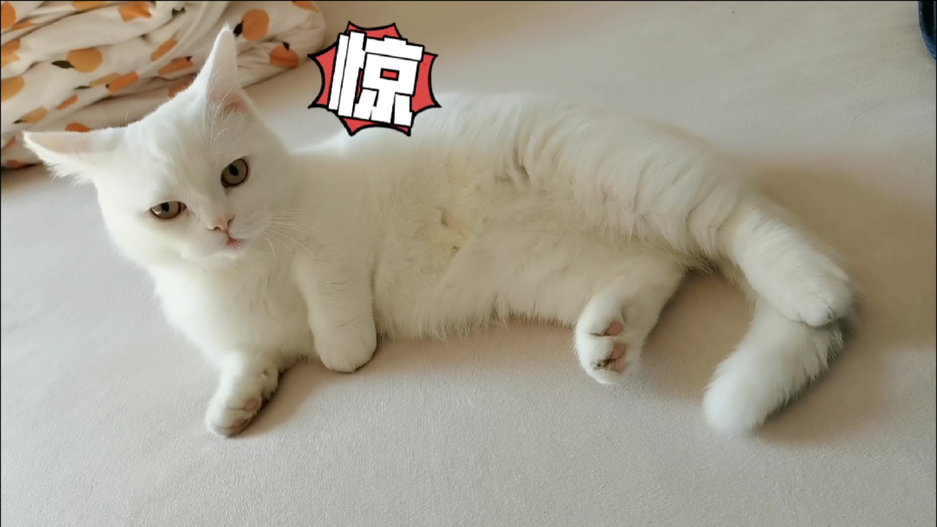 家有萌宠#刚睡醒一脸懵