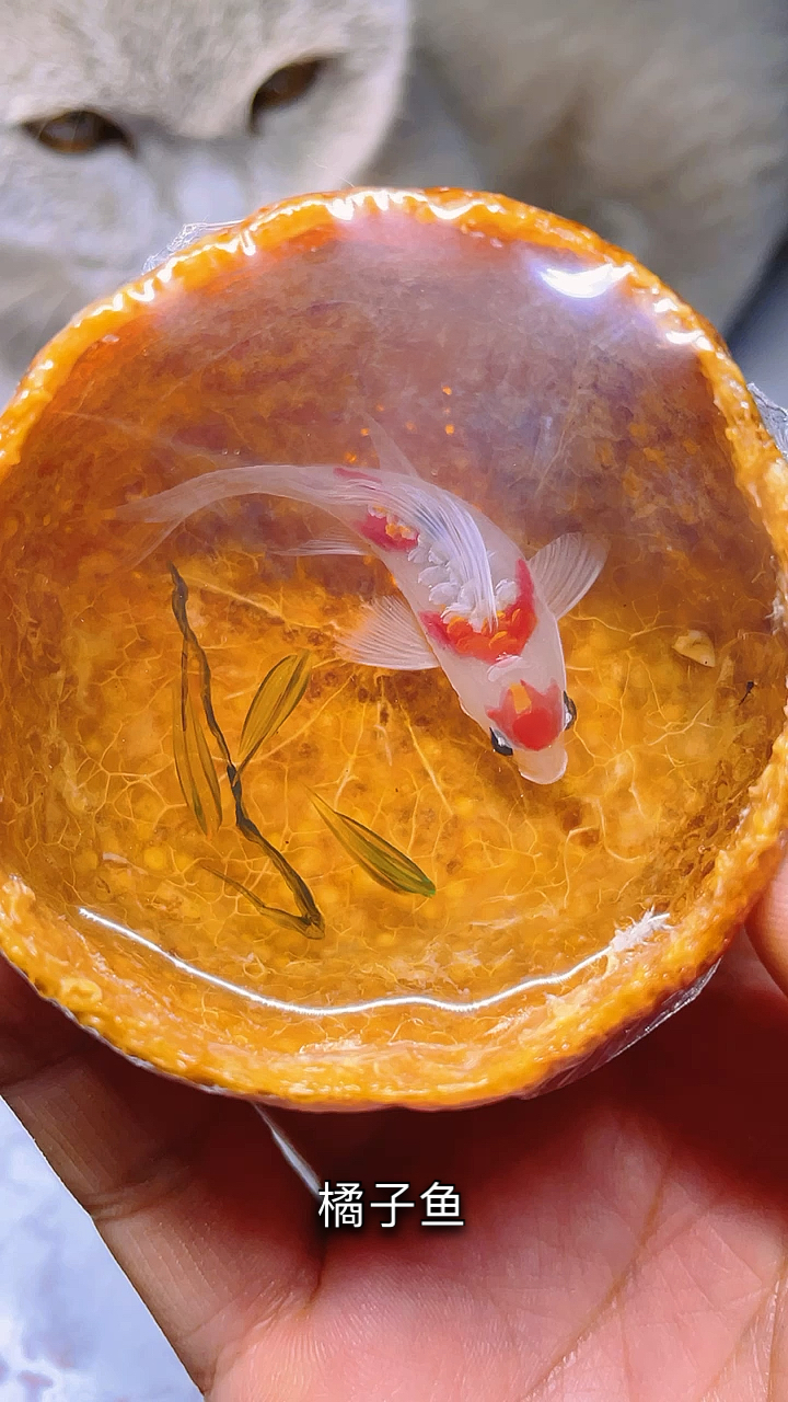 3d立体画#橘子灯鱼#树脂画#跃然脂上