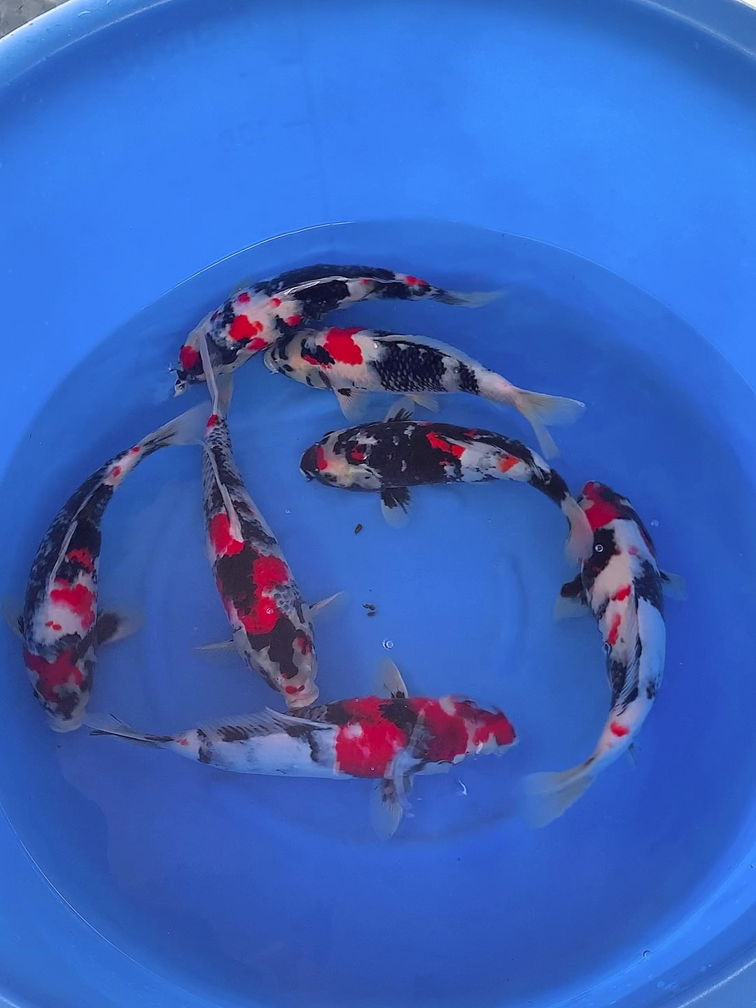 锦鲤#大日昭和锦鲤